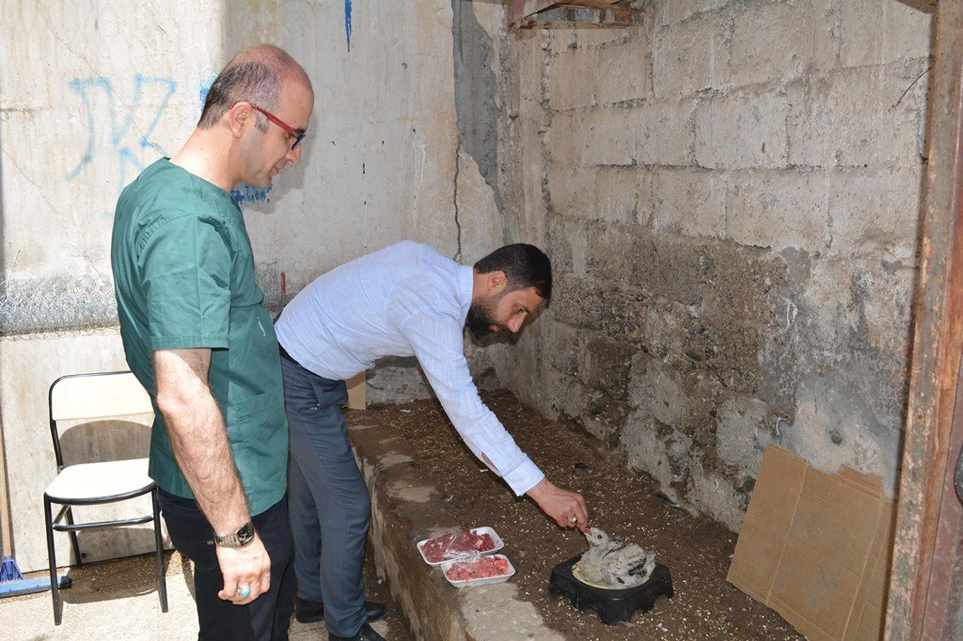 Yuvadan düşen şahin yavrusu tedavi ediliyor Yuvadan düşen şahin yavrusu tedavi ediliyor